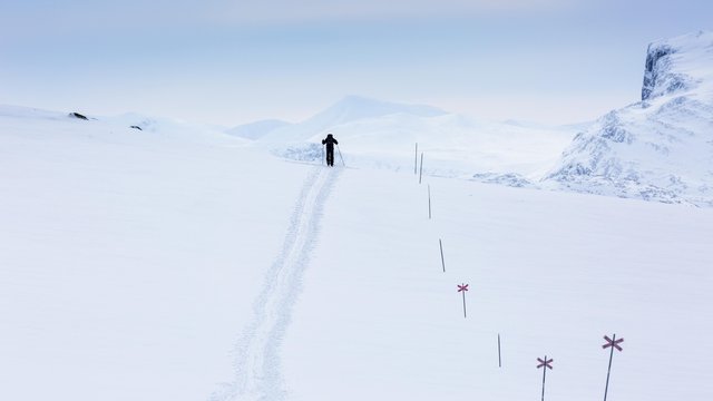 Ski tourer with pulka in the snow, Kungsleden or Konigsweg, Province of Lapland, Sweden, Scandinavia, Europe