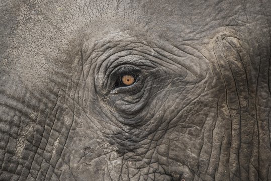 African elephant (Loxodonta africana), eye, close-up, Marabou Pan, Chobe District, Botswana, Africa