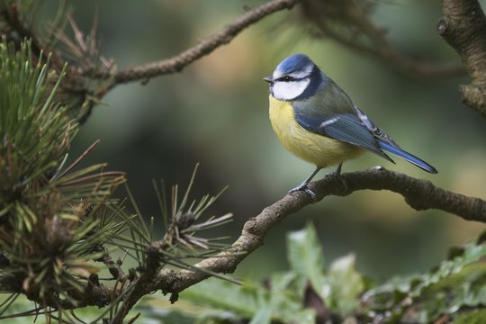 Blue Tit (Parus caeruleus) sits in Kiefer, Lower Saxony, Germany, Europe
