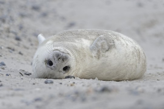 Grey seal (Halichoerus grypus), young animal in white embryonic hair or Lanugo, lies on the back at the sandy beach, island of Dune, Heligoland, Schleswig-Holstein, Germany, Europe