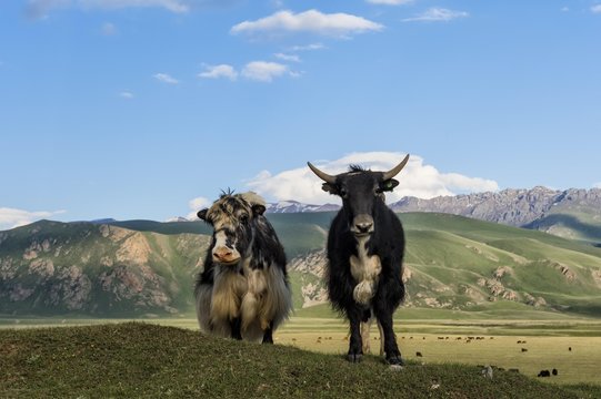 Two Yaks (Bos grunniens) in front of the mountains, Naryn gorge, Naryn Region, Kyrgyzstan, Asia