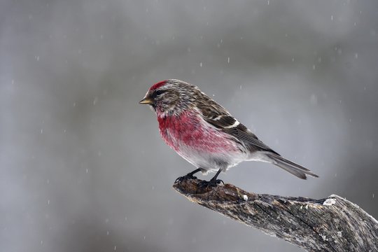 Birch Red Siskin (Carduelis flammea), male, gloriously dressed, stands on branch in sleet, Northern Finland, Finland, Europe
