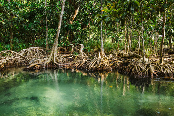 Clear stream in mangrove forests, Krabi province Thailand.