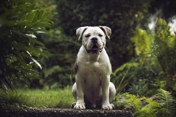 Bulldog (Canis lupus familiaris), sitting, looking into camera