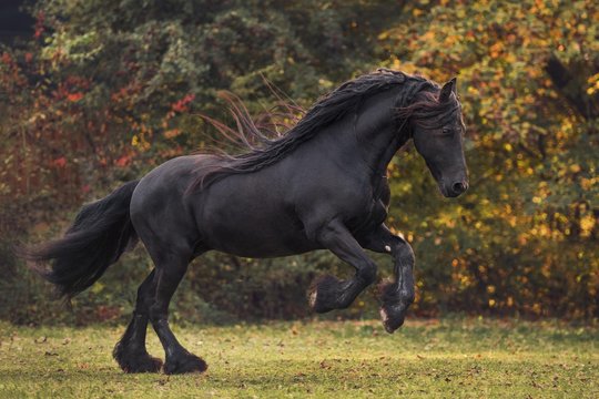 Friese (Equus) gallops across the meadow in autumn, Germany, Europe