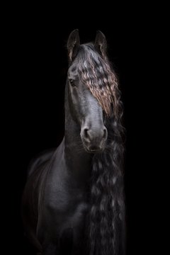 Friesian horse standing black background