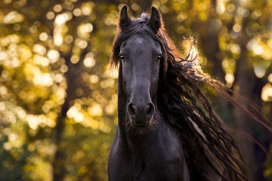 Portrait of Friesian horse