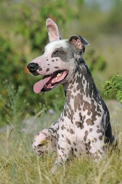 Peruvian naked dog, Perro sin pelo del Peru, male, sitting in the grass