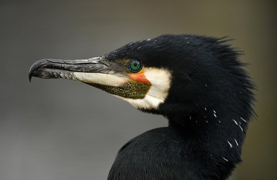 Close up of great cormorant 