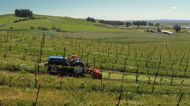 Aerial view farmer on tractor mowing weeds between rows of grapevines in picturesque vineyard landscape. Napa Valley, California.