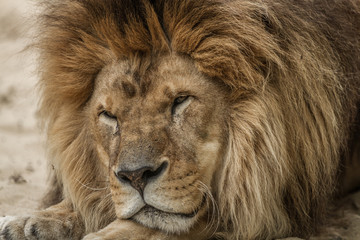 Lion