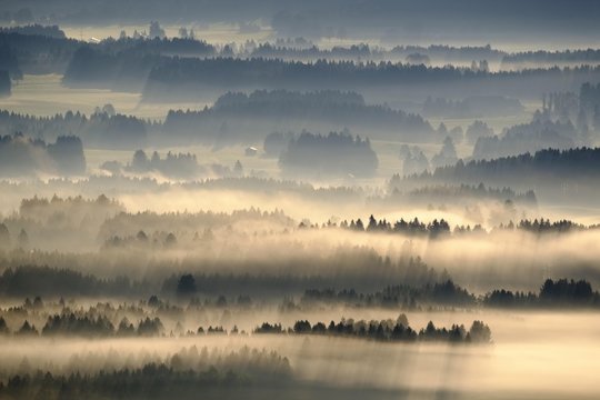 Fototapeta Morning fog, view from the Auerberg near Bernbeuren, Pfaffenwinkel, Upper Bavaria, Bavaria, Germany, Europe