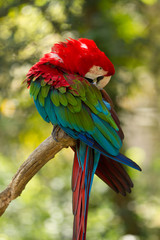 ara  © SCHAWANN MICHAËL