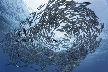 Swarm Bigeye trevallies (Caranx sexfasciatus) in the blue water, Pacific, French Polynesia, Oceania