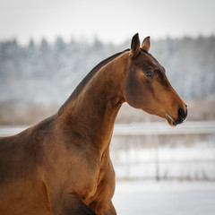 Portrait of a running horse on winter background