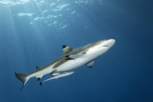 Blacktip reef shark (Carcharhinus melanopterus), swims in the open sea in sunbeams, White Shipkeeper (Remorina albescens), Moorea Island, Windward Islands, French Polynesia, France, Pacific Ocean., Oceania