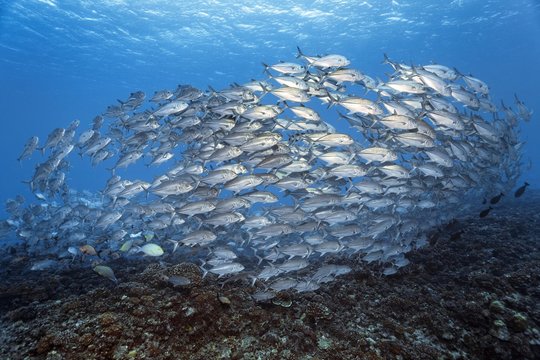 Swarm Bigeye trevally (Caranx sexfasciatus), Pacific Ocean, Tikehau, Society Islands, Windward Islands, French Polynesia, Oceania