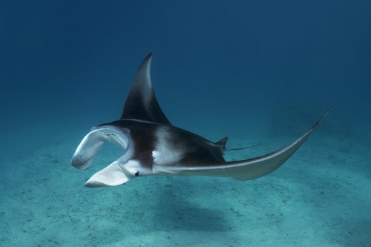 Reef manta ray (Manta alfredi) swims over sandy bottom, Tikehau, Pacific Ocean, Society Islands, Windward Islands, French Polynesia, Oceania