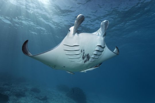 Reef manta ray (Manta alfredi), Tikehau, Pacific Ocean, Society Islands, Windward Islands, French Polynesia, Oceania