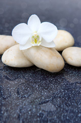 Fototapeta na wymiar Single orchid flower and white stones.