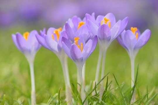 Purple Crocuses (Crocus sp.) in a meadow, Germany, Europe