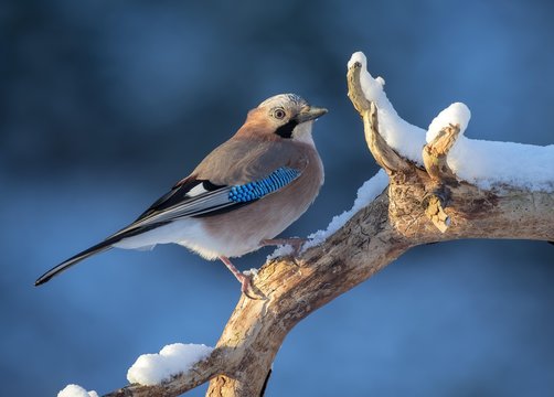 Close up of Eurasian jay perching on branch 