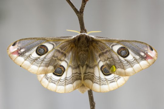 Close up of small emperor moth
