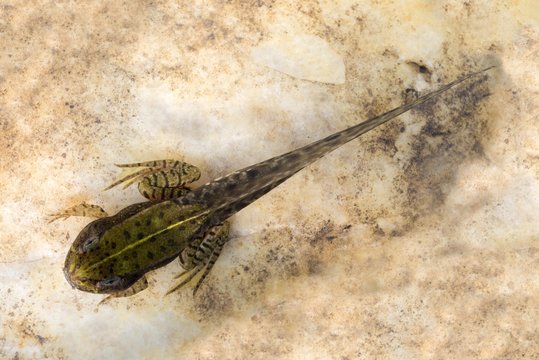Common spadefoot (Pelobates fuscus), larva, tadpole, Austria, Europe