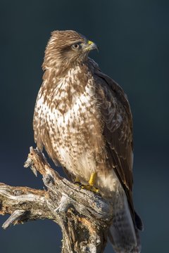 Steppe buzzard (Buteo buteo), sits on deadwood, Tyrol, Austria, Europe