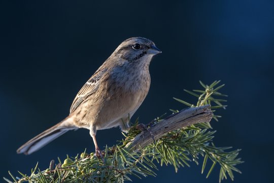 Rock Bunting (Emberiza cia) sits on a branch, Tyrol, Austria, Europe