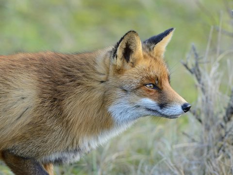 Red fox (Vulpes vulpes), attentive, Waterleidingduinen, North Holland, Netherlands