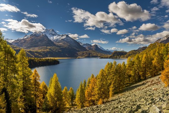 Autumnal discoloured Larches (Larix) with Silser See in front of snow-covered Engadine mountain top, Sils, Upper Engadine, Switzerland, Europe
