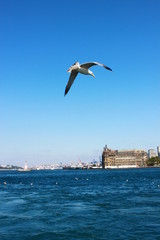 seagull in flight 