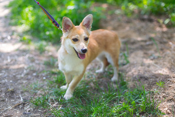 homeless dog in an animal shelter