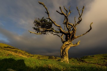 Illuminated old tree with dark thundercloud, Island of Pico, Azores, Portugal, Europe