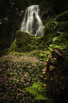 Waterfall, in front pink-headed persicaria (Persicaria capitata), Parque Natural Da Ribeira Dos Caldeiroes, Achada, Sao Miguel, Azores, Portugal, Europe