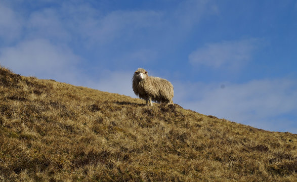 Lonely sheep