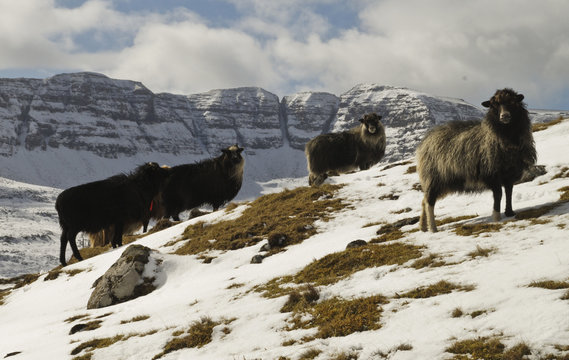 Sheep in Faroer Islands