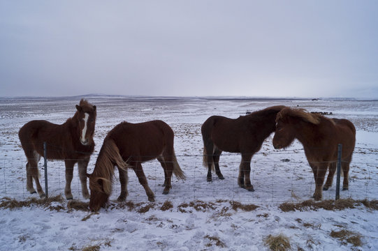 Horses in Iceland