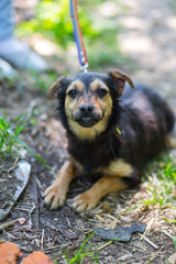 homeless a dog in an animal shelter, waiting for a home