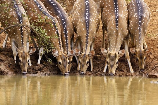 Chitals (Axis axis), herd drinking at waterhole, Wilpattu National Park, Sri Lanka, Asia