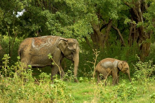 Sri Lankan elephants (Elephas maximus maximus), dam with young ainmal in the jungle, Minneriya National Park, Northern Central Province, Sri Lanka, Asia