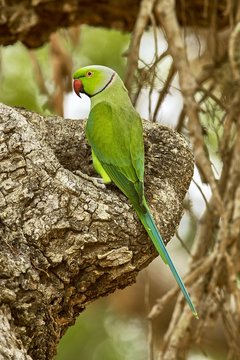 Alexandrian Parrot (Psittacula eupatria), sitting on a tree, Yala National Park, South Province, Sri Lanka, Asia