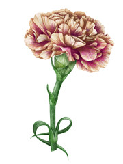 Carnation, hand-drawn illustration, vector