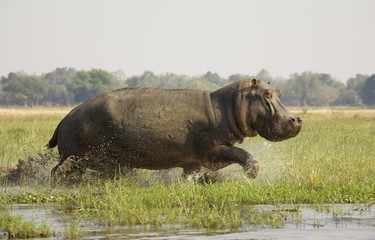 Hippopotamus (Hippopotamus amphibius), bull running through the shallow water at a grassy island in the Zambezi River, Lower Zambezi National Park, Zambia, Africa