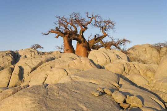 African Baobab (Adansonia digitata) between stones, Kubu Island, Botswana, Africa