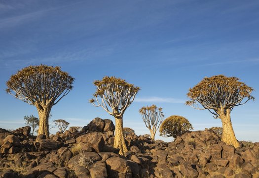 Quiver tree (Aloe dichotoma), Quiver Tree forest near Keetmanshoop, Namibia, Africa
