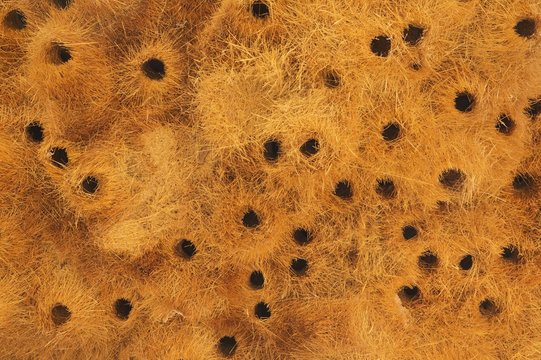 Detail of a communal nest of Sociable Weavers (Philetairus socius) with its numerous chambers, Tirasberge, Namtib Biosphere Reserve, Namibia, Africa