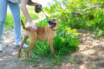 homeless dog in an animal shelter