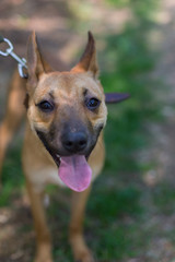 a stray dog sits on a chain in a shelter